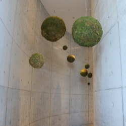 大きな苔の球体が天井からぶら下がっている画像